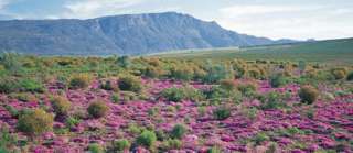 מלון בארידייל Sanbona Wildlife Reserve מראה חיצוני תמונה